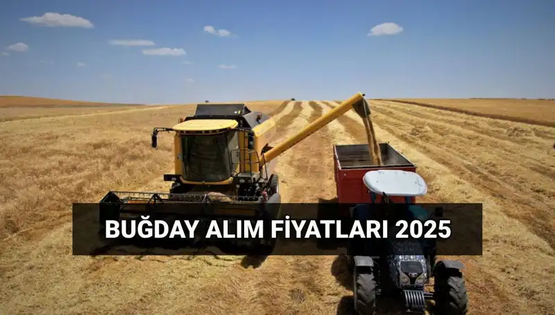 2025 Buğday Alım Fiyatları Açıklandı! Hububat Ücretleri Ne Zaman Yatacak?