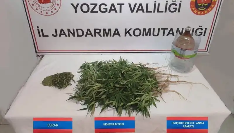 Yozgat'ta Kenevir Operasyonu: 40 Kök Ele Geçirildi