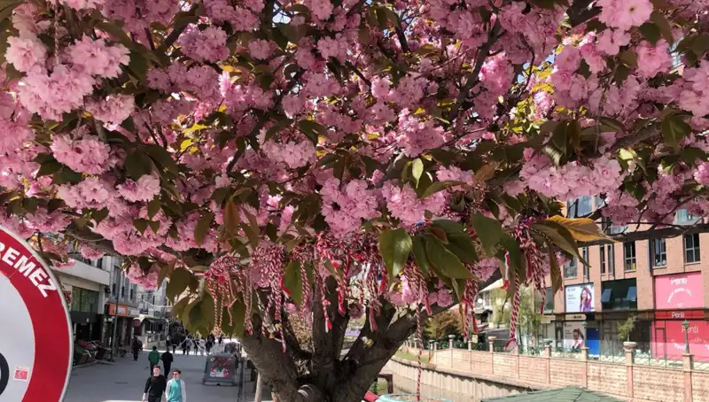 Süs Erik Ağaçlarına Martenitsa Bağlanarak Baharın Müjdesi Verildi