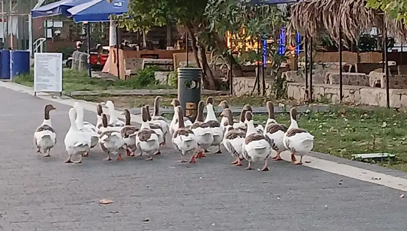 Denizde Yüzdüler, Sonra Kümese Kapandılar: Kazların Ölümü Şok Etti!