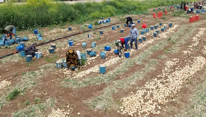 Soğan Hasadı Başladı: Fiyatlar Düşüşe Geçti, Tüketiciler Rahat Bir Nefes Aldı!