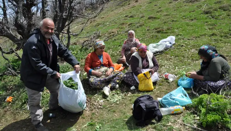 Yüzlerce Ailenin Geçim Kaynağı: Kilosu 250 Lira Olan Ürün İçin 5 Saat Yürüyüş!