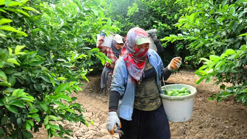 Düşük Fiyat Müjdesi: Marketlerde Domates Fiyatları Düşecek!