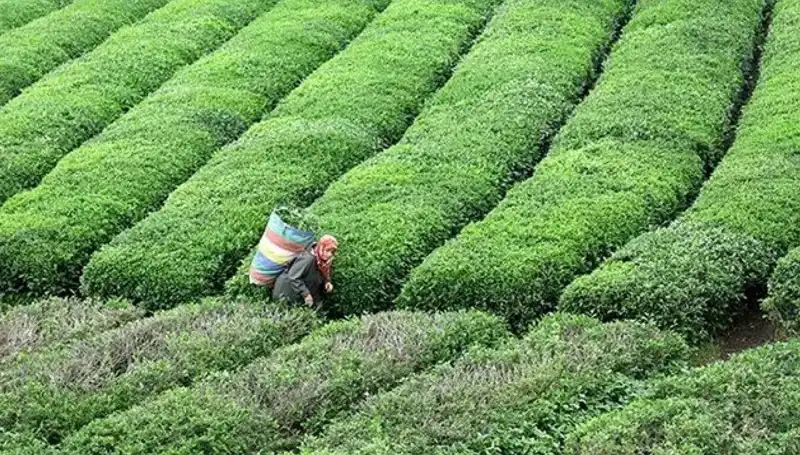 ÇAYKUR, Bayramda Yaş Çay Alımıyla Çay Üreticilerini Sevindiriyor
