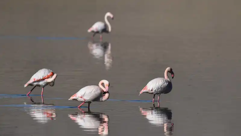 Kuş Cennetinde Kuraklık: Flamingo Sayısı Düşüşte, Gelecek Tehdit Altında