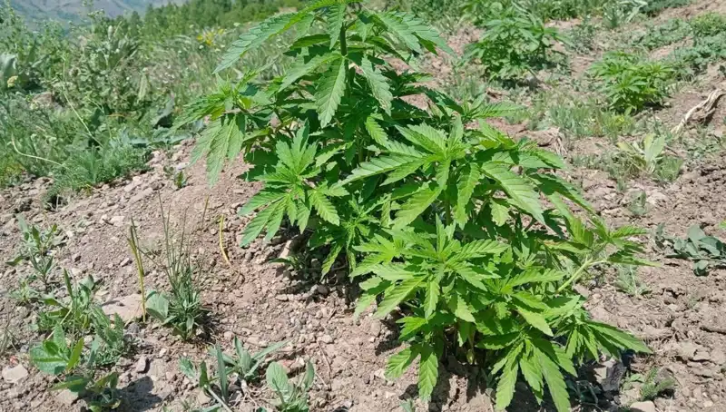 Bingöl'de Kaçak Tütün ve Kenevir Operasyonu: Yüzlerce Kilo Ele Geçirildi