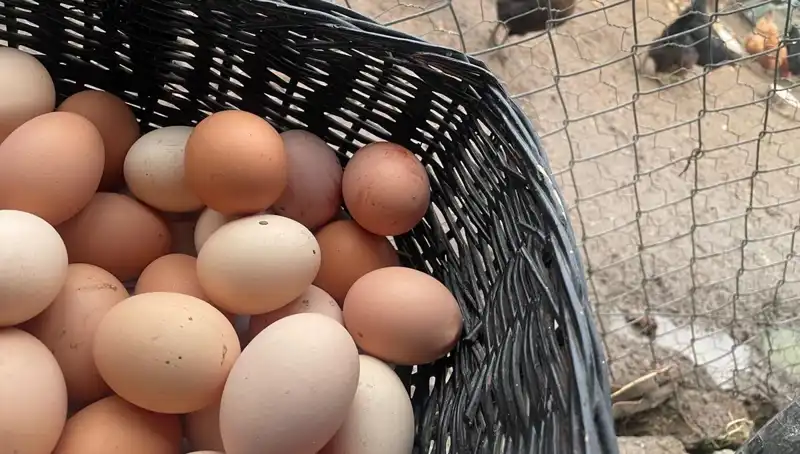 Dünyanın En Ucuz Proteini: Okullar Açılırken "Mayıs Çukuru"ndan Kurtulacak mı?