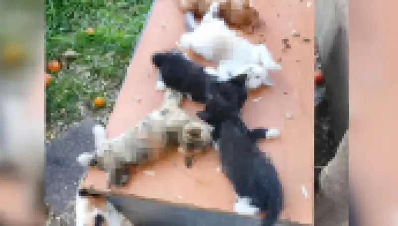 Bursa'da Yavru Kedi Katliamı: İfrit Eden Olayın Ardındaki Gerçekler
