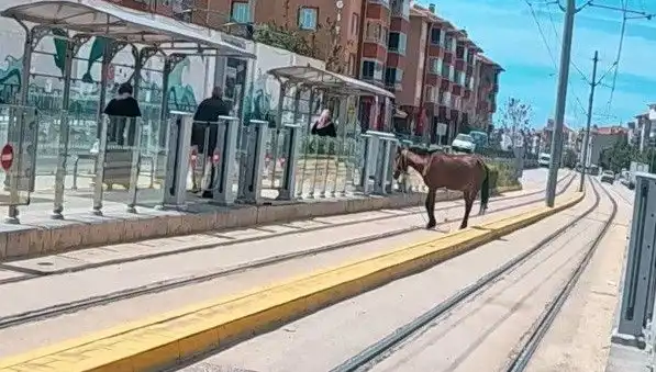 Eskişehir'de Tramvay Raylarında Başına Buyruk Koşan Atlar Vatandaşları Şaşırttı