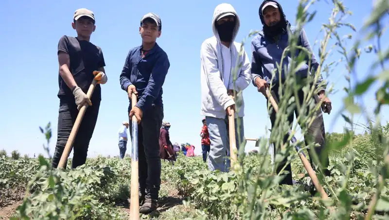 Sıcakların Ardında Zorlu Çalışma Şartları: 650 TL Yevmiyeye Dayanılmaz Nem
