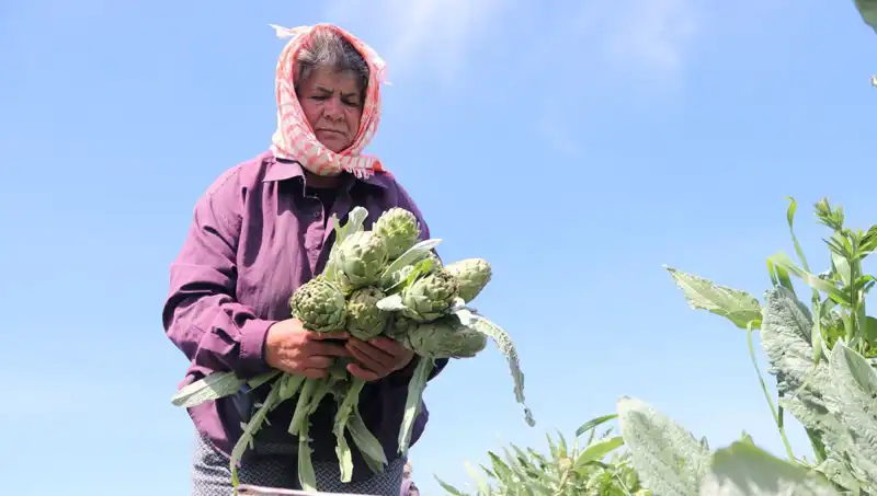 Tarladan Sofralara: Taze Ürün Fiyatları Niçin Yükseldi?