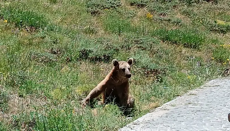 Nemrut Dağı’na Seyahat Edenlere Bozayı Uyarısı: Dikkatli Olmalısınız!