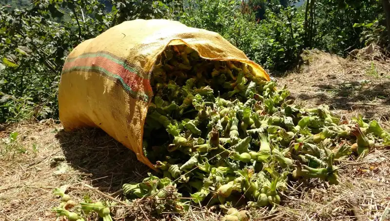 Giresun’da Fındık Hasadı Başladı: Çiftçiler Umutlu ve Beklentileri Yüksek