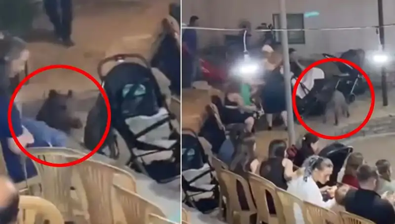 Yaban Domuzu Düğün Sırasında Paniğe Neden Oldu: Şok Anlar Kameralarda