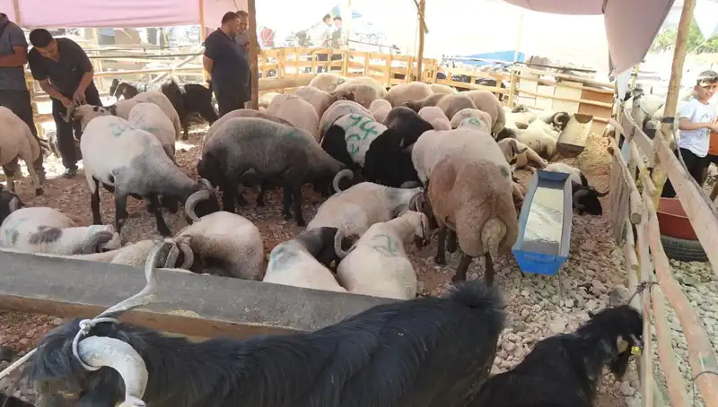 Kurban Bayramı'nda Hayvan Pazarları Göz Kamaştırıyor: Renkli Manzaralar ve Hareketlilik