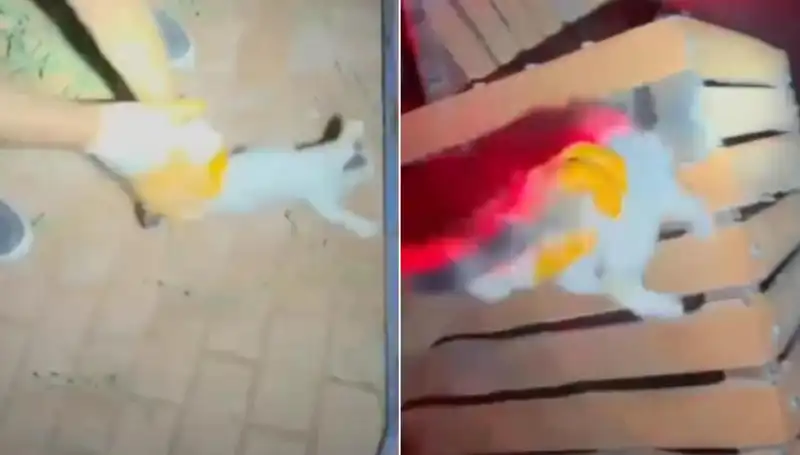 Gece Yarısı İtfaiye Ekipleri Bir Kediyi Kurtarmak İçin Seferber Oldu