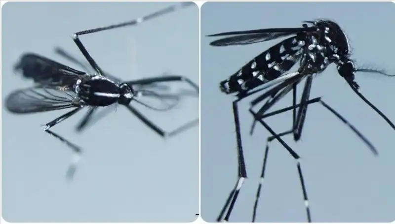 Chikungunya Virüsü Nedir? Belirtileri ve Etkilediği Ülkeler Hakkında Bilmeniz Gereken Her Şey