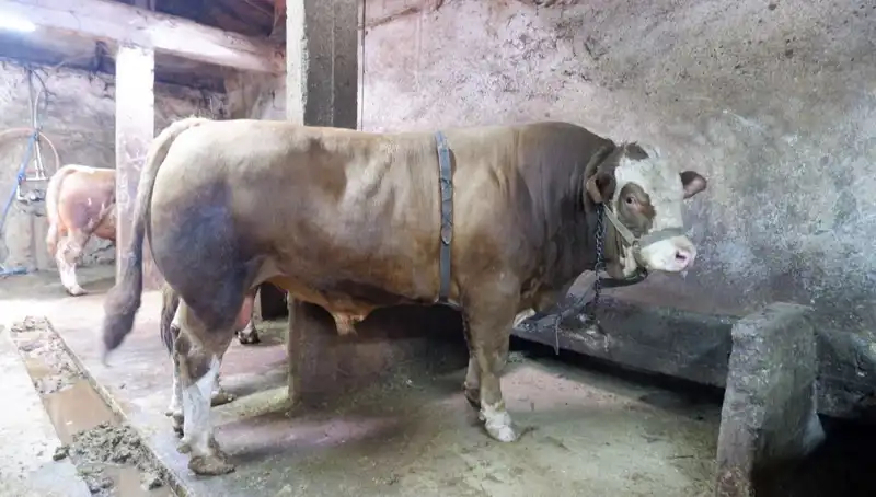 Tam 1 Ton 200 Kilo! Eşsiz Ürün Alıcısını Buldu ve Fiyatı Şaşırttı