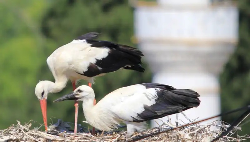 Leylek Köyü, Yaren Leyleği Kıskandıracak Harekete Geçti!