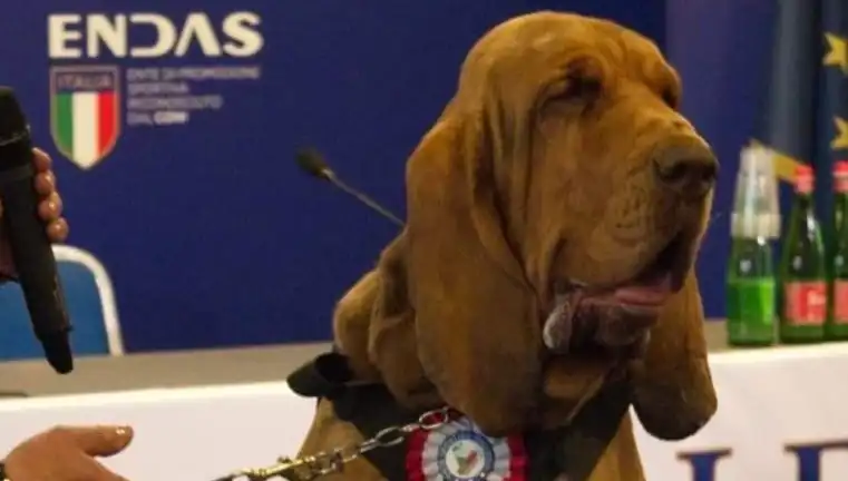 Arama Köpeğine Çivili Sosisle Yapılan Saldırı: Şok Edici Olayın Ayrıntıları