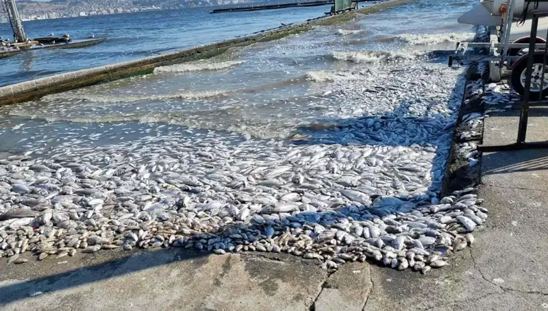 İzmir Körfezi'nde Yeni Projeler ile Deniz Temizleniyor!