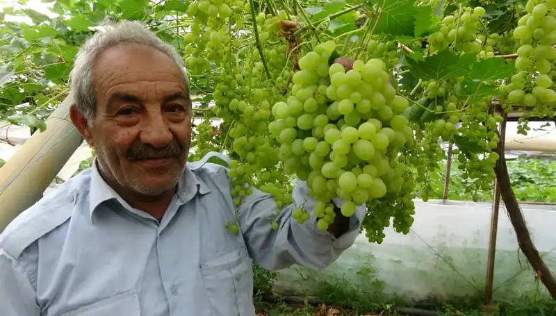 Zirai Don, Meyve Fiyatlarını Vurdu: İlk Ürünler 250 TL'den Satışa Sunuluyor