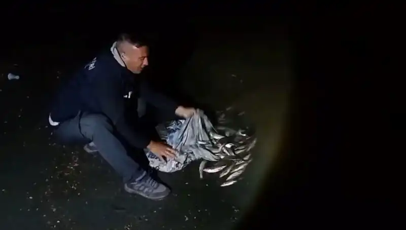 1 Ton İnci Kefali Avlandı: Balıkçılar Sevinç İçinde!