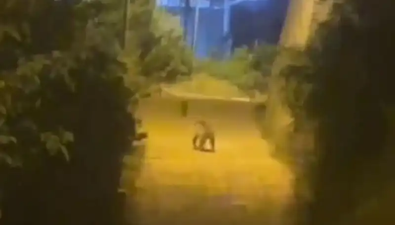 Gümüşhane’nin Kalbinde Yaşanan Şaşırtıcı An: Şehir Merkezine Ayı İndi!