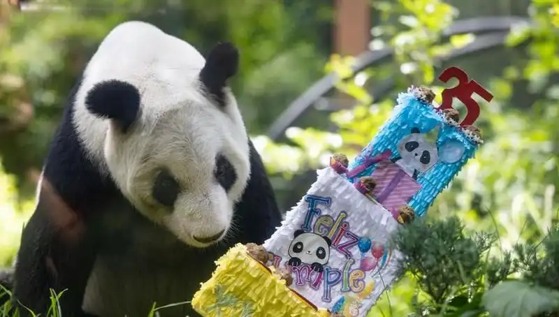 Dev Panda Xin Xin, 35. Yaşını Muhteşem Bir Şekilde Kutladı!