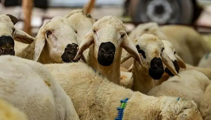 Kurban Bayramı 2025: Kurban Kesmenin Farz Olup Olmadığı Hakkında Her Şey