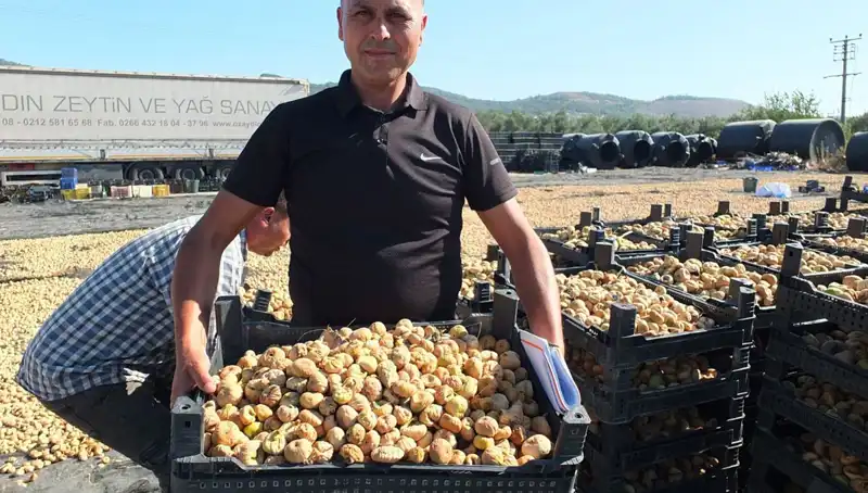 Balıkesir'de Hasat Dönemi: Çin ve Rusya Pazarına Yeni İhracat!