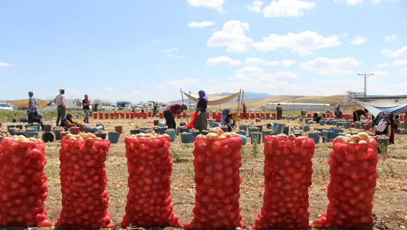 Amasya Elması Avrupa ve Rusya Pazarlarında Kendine Yer Buldu