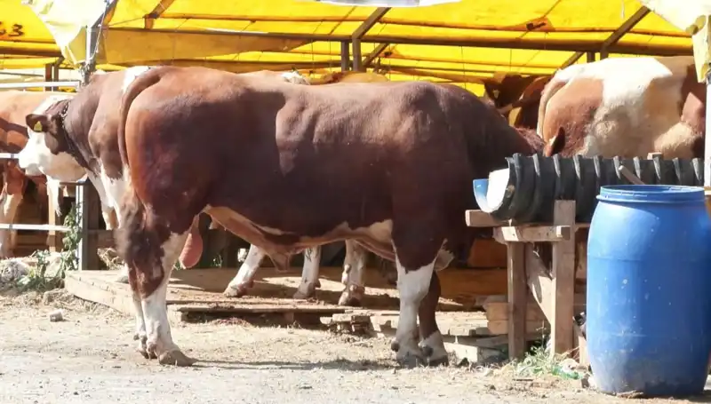 Kurban Pazarlarında Tünaya Koşuşturma: Bu Yıl Ne Değişti?