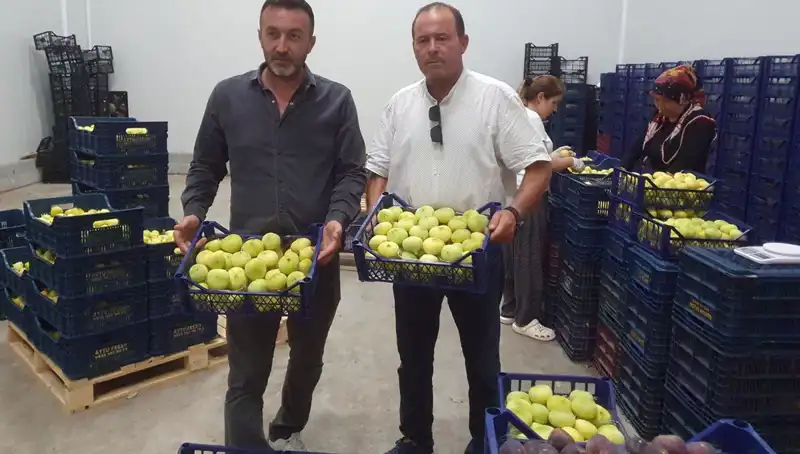 Mersinli Çiftçilerin Yüzünü Güldüren İhraç Fırsatı: Tanesi 20 TL