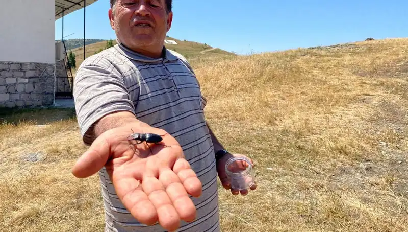 Sivas'ta Görülen Tehlikeli Böceği Öldürmenin Cezası Ağızları Açık Bıraktı