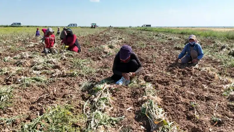 Rusya, Almanya ve İspanya'dan Antibiyotik Hasadı: Yeni Dönem!