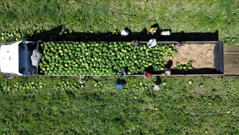 Bafra Ovası’nda 94 Bin 500 Ton Karpuz Rekoltesi: Verimli Bir Hasat Bekleniyor