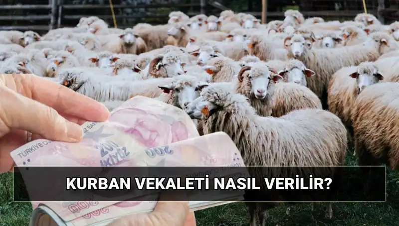 Vekaletle Kurban Kesimi: Diyanet 2025 Bedeli ve Süreç Nasıl İşliyor?