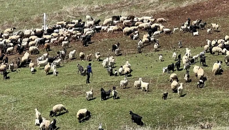 Türkiye'de Çoban Krizi Derinleşiyor: 70 Bin Lira Maaş Yetmiyor Mu?