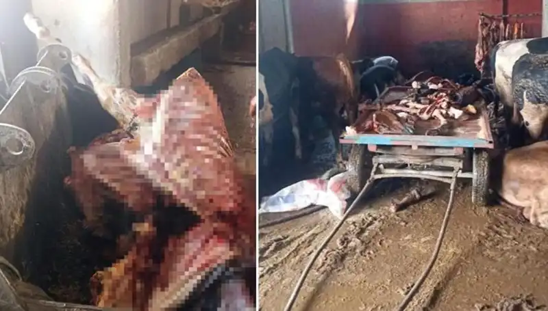 Adana'da Şok: 2,5 Ton At Eti ve Kurtarılan 4 At