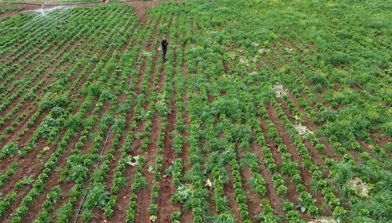 Kuraklık, Marul Hasadını Tehdit Ediyor: Üreticiler Neler Yapıyor?