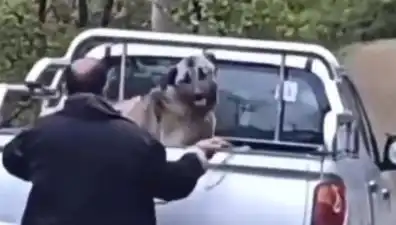 Trabzon'da Dehşet Verici Olay: Köpeği Halatla Döven Adam Gözaltında