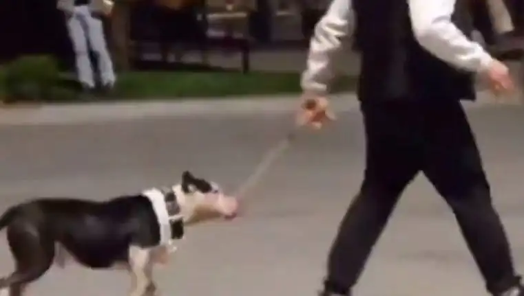 Ağızlıksız Pitbull'un Saldırısı: Sahipten Ceza ve Tartışmalar