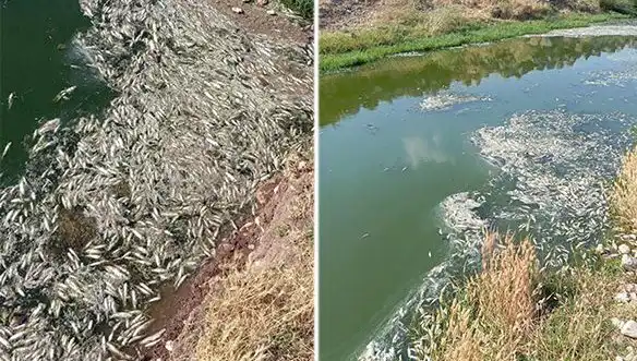 Karasu Çayı'ndaki Balık Ölümleri Üzerine Bilimsel İnceleme Başlatıldı